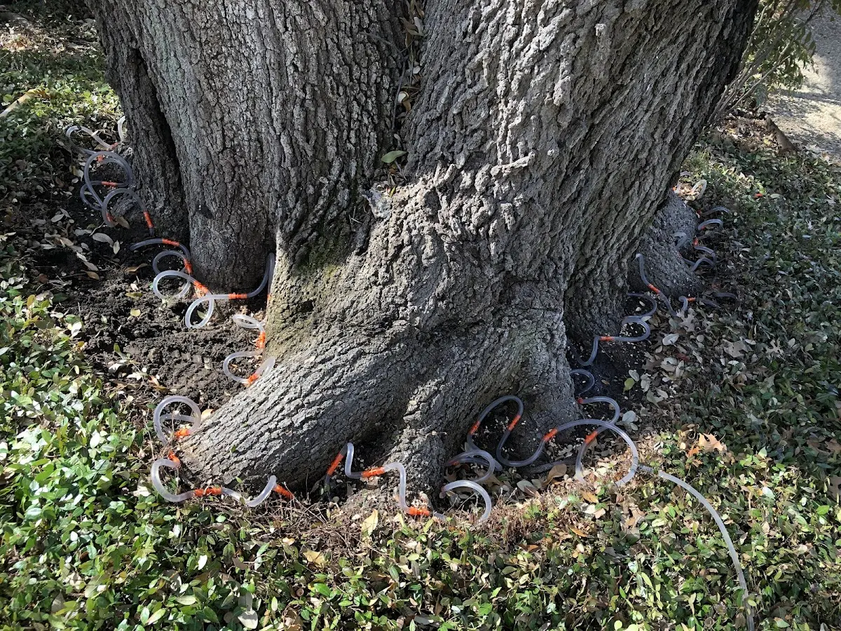 Detailed Tree Cabling and Bracing job site in Stow